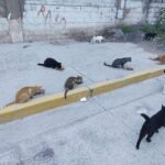 Ambientalistas llaman a capacitar a elementos de seguridad pública en el Faro de Mazatlán en materia de maltrato animal