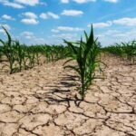 5 municipios de Sinaloa continúan en sequía severa: Conagua