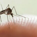 Reconoce Secretaría de Salud rebote de casos de Dengue en el Estado  