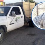 Santuario Ostok rescata a dos tigres blancos en Culiacán