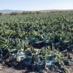 Por ambiente seco, hay mayor riesgo de que el frío dañe a los cultivos: CAADES